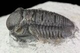 Bargain, Gerastos Trilobite Fossil - Morocco #69107-1